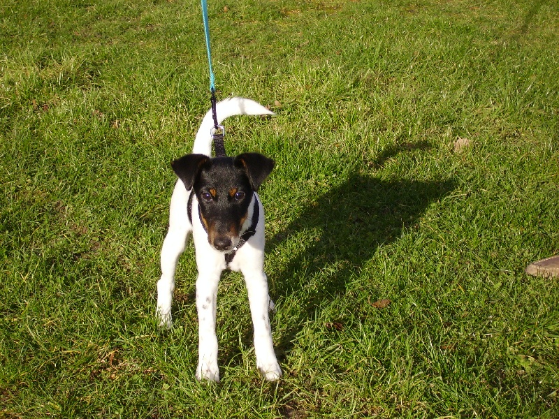 Chiots 2012 Elfie et Figaro
