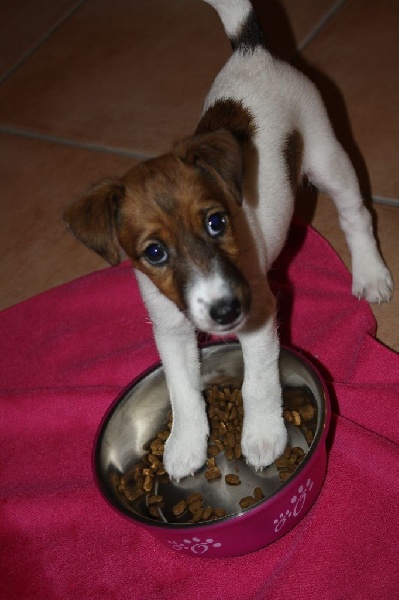 Chiots 2014 Elfie et Figaro