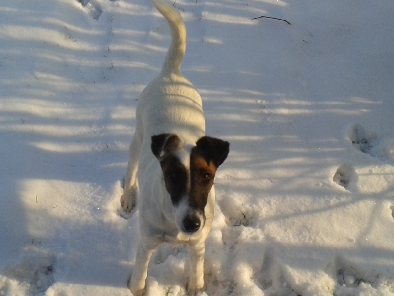 chiots 2012 de Déesse et Caîus