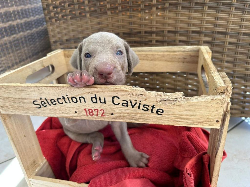 des Bergeries Du Scadembourg - Chiots disponibles - Braque de Weimar