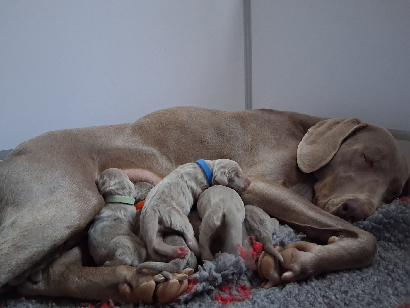 Chiot Braque de Weimar des Bergeries Du Scadembourg