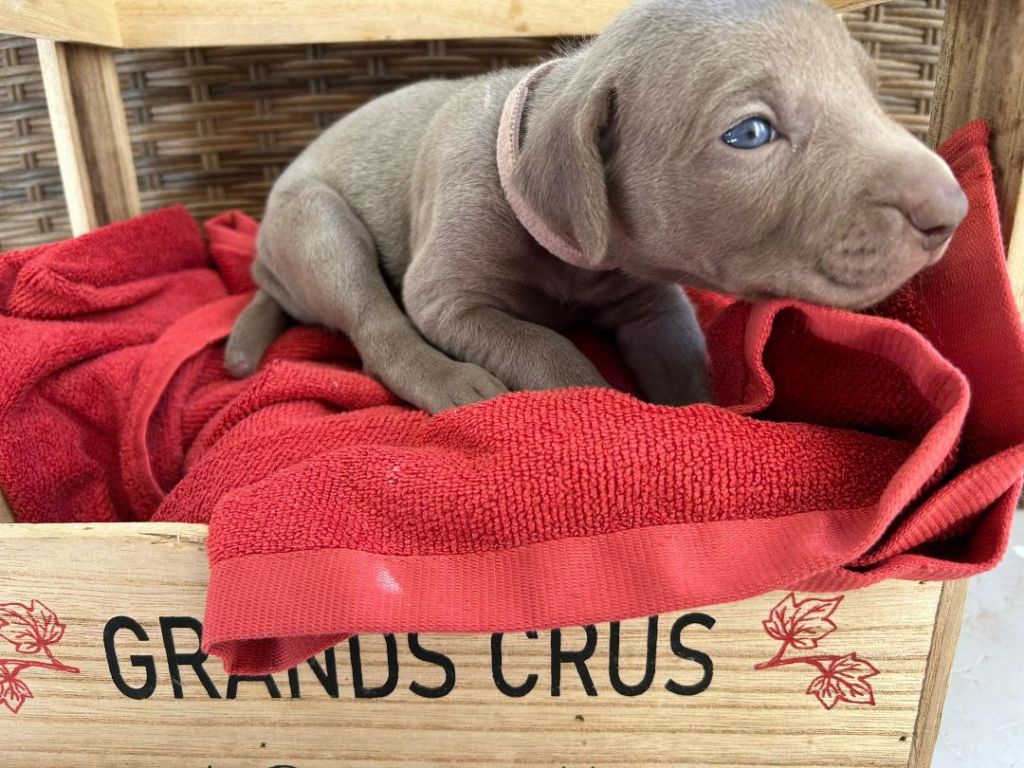 des Bergeries Du Scadembourg - Chiots disponibles - Braque de Weimar