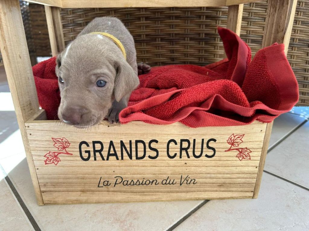 des Bergeries Du Scadembourg - Chiots disponibles - Braque de Weimar